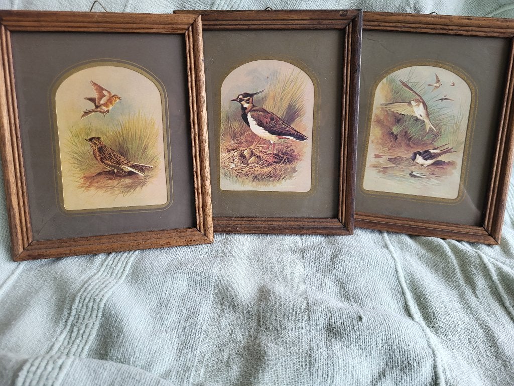 3 vintage schilderijtjes met vogels van  Basil Ede, Ophalen of Verzenden, Gebruikt, Minder dan 50 cm, Schilderij