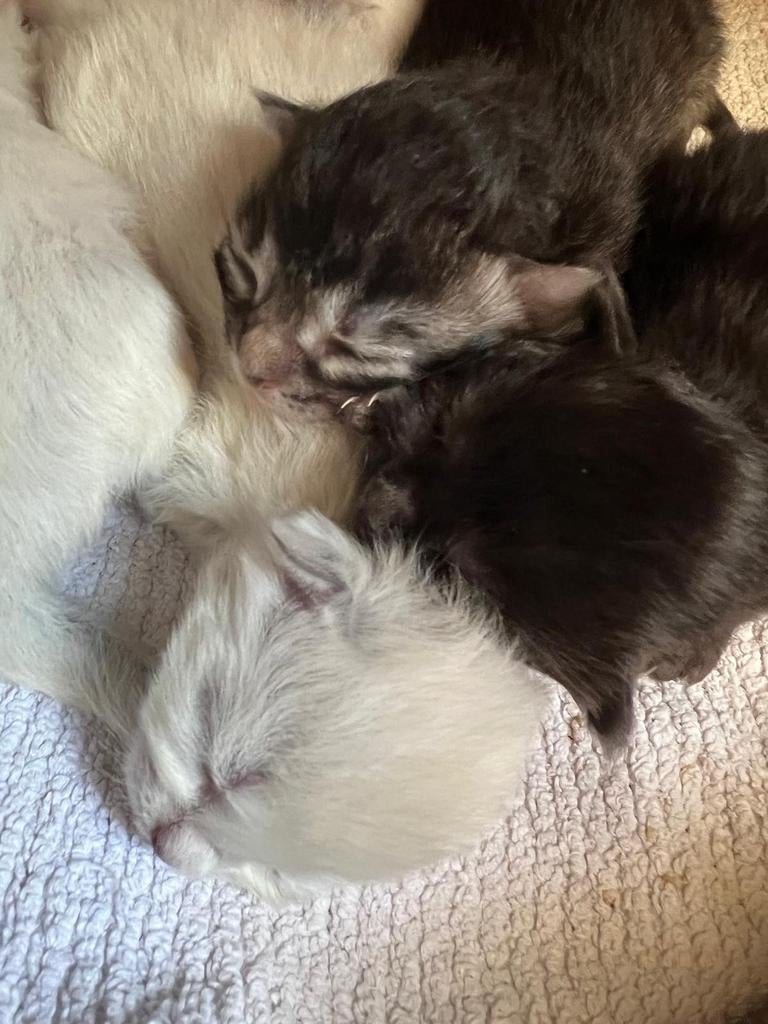 Siamese/ brtiste korthaar kittens te koop, Dieren en Toebehoren, Meerdere dieren, Ontwormd