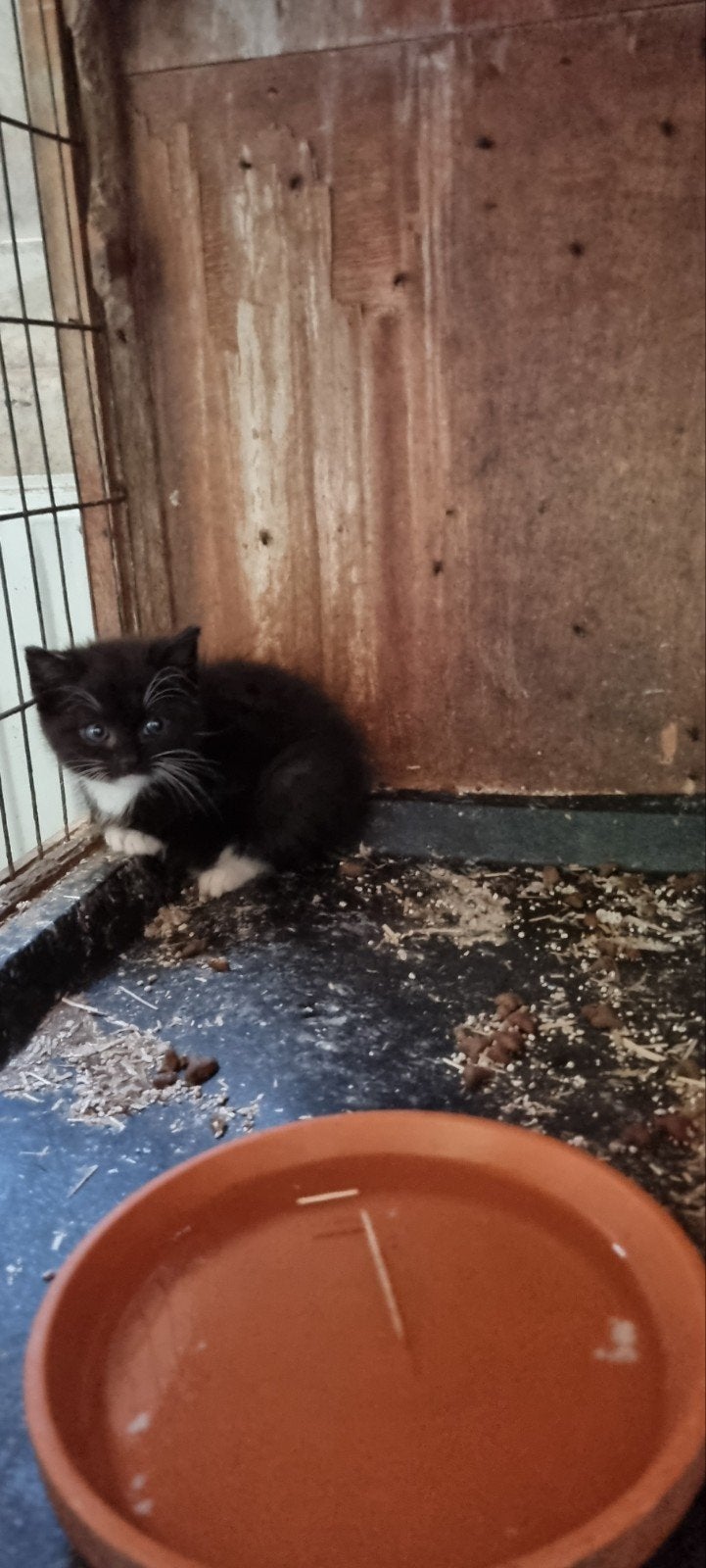 Boerderij kitten, Dieren en Toebehoren, Katten en Kittens | Overige Katten, Poes