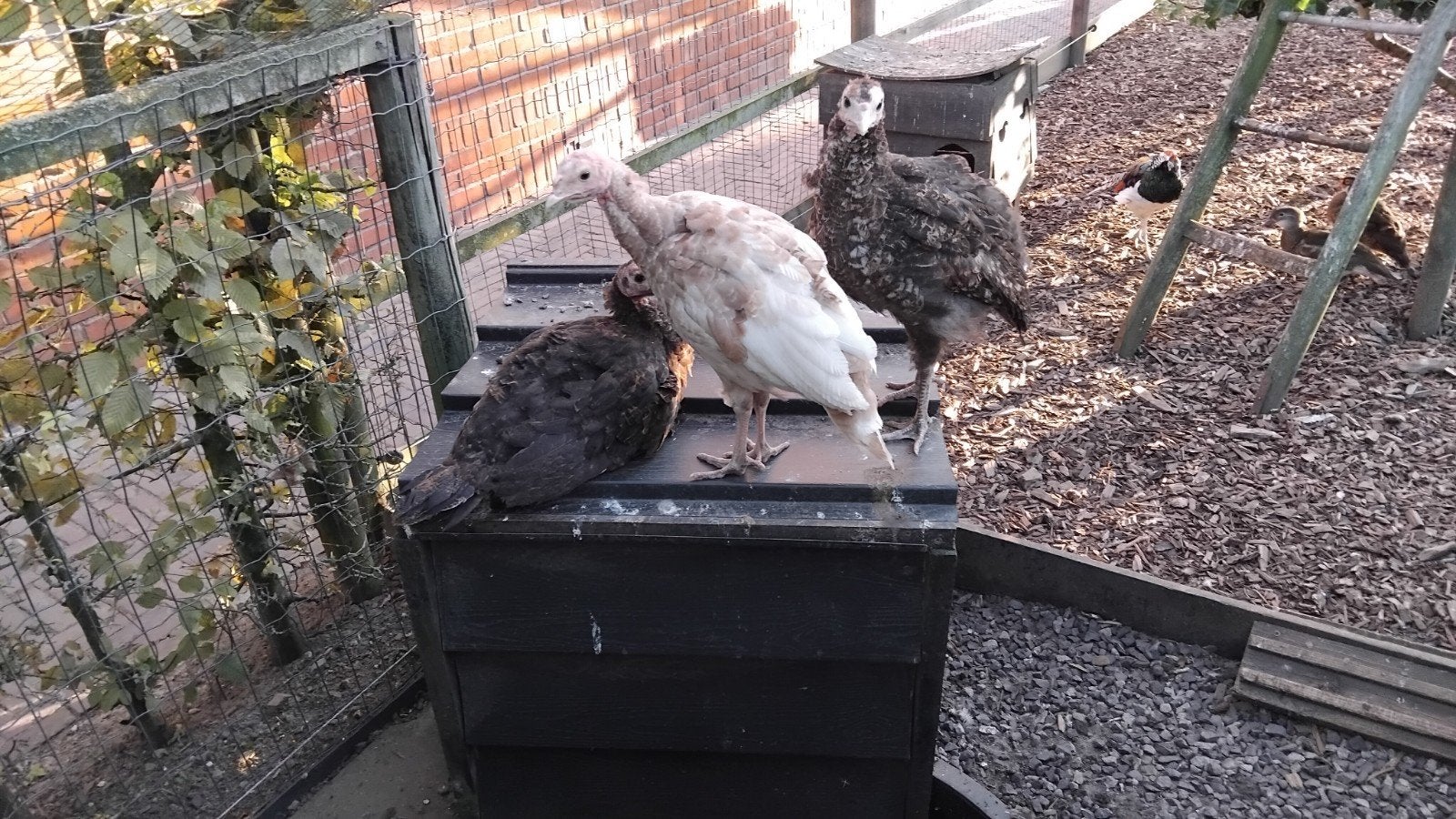 Mooie kalkoenen, Dieren en Toebehoren, Pluimvee, Meerdere dieren, Kalkoen