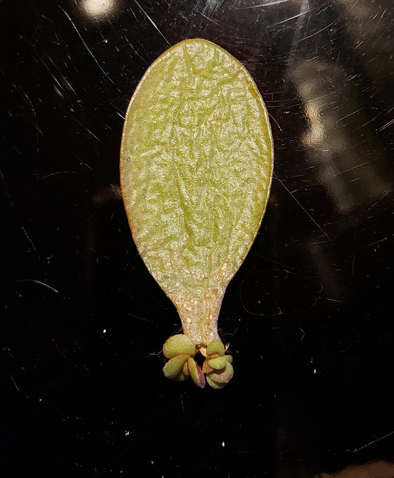 Vetplant stekje geldboom, Huis en Inrichting, Ophalen of Verzenden
