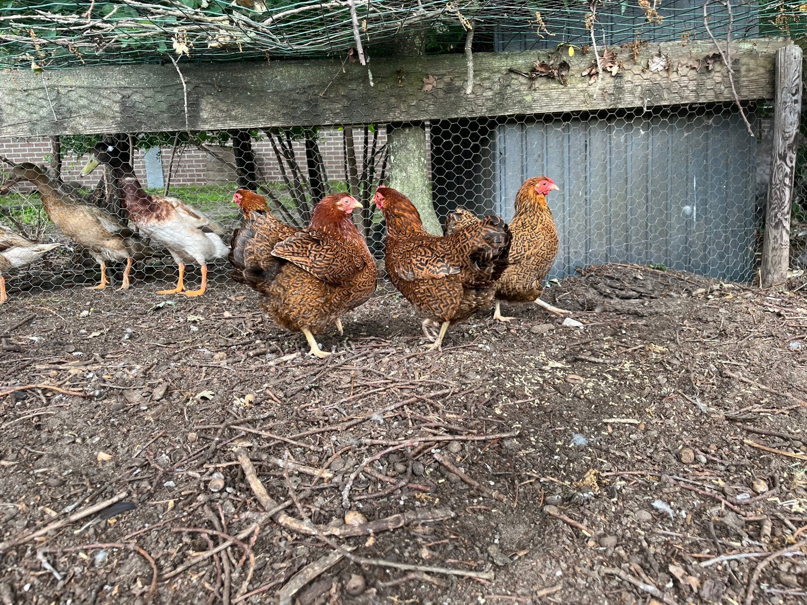 Mooie wyandotte kippen, Dieren en Toebehoren, Pluimvee, Meerdere dieren, Kip