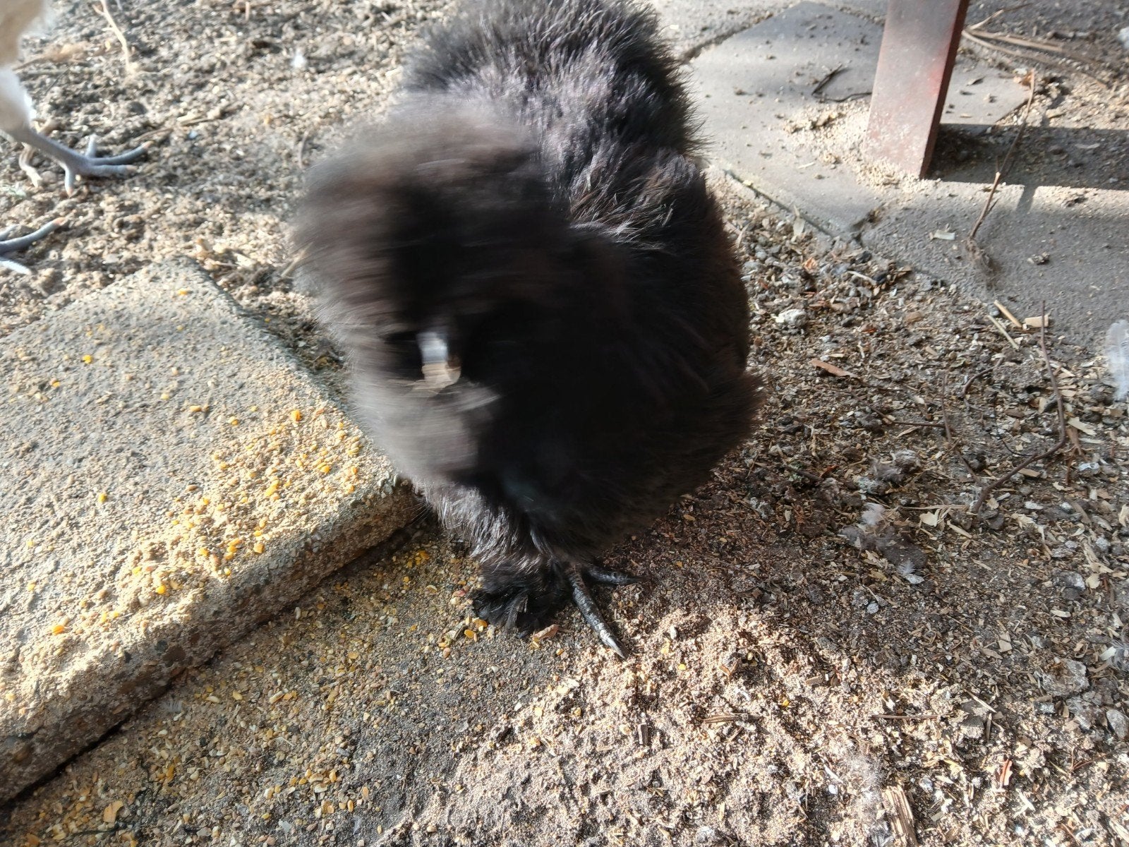Zwarte zijdehoentjes te koop, Dieren en Toebehoren, Pluimvee, Meerdere dieren, Kip