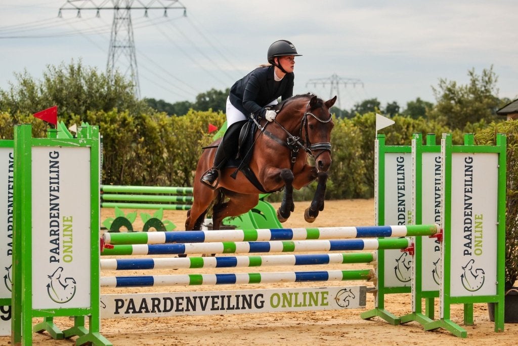 D pony New Forest, Ruin, L, 11 jaar of ouder, Recreatiepony