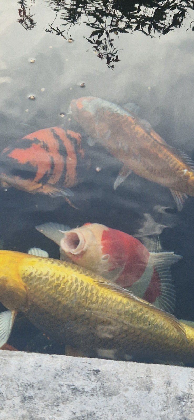 mooie koi vissen, Dieren en Toebehoren