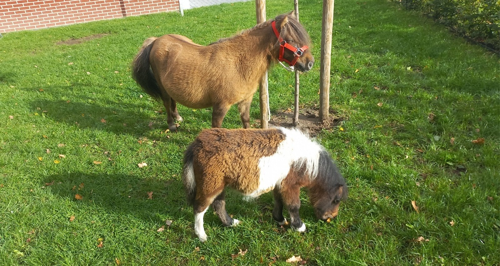 PRACHTIGE MERRIE MET MERRIEVEULEN., Merrie