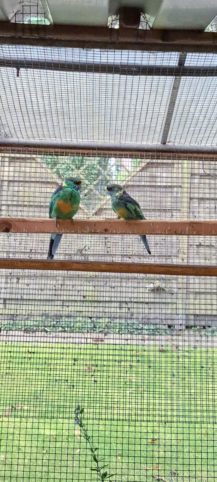 barnard parkiet geringd 2016, Dieren en Toebehoren, Vogels | Parkieten en Papegaaien, Mannelijk, Parkiet, Geringd