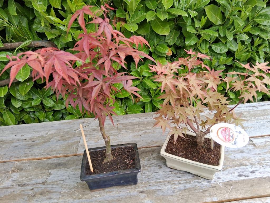 Bonsai acer palmatum, Ophalen of Verzenden, Bloeit niet, Overige soorten, Halfschaduw