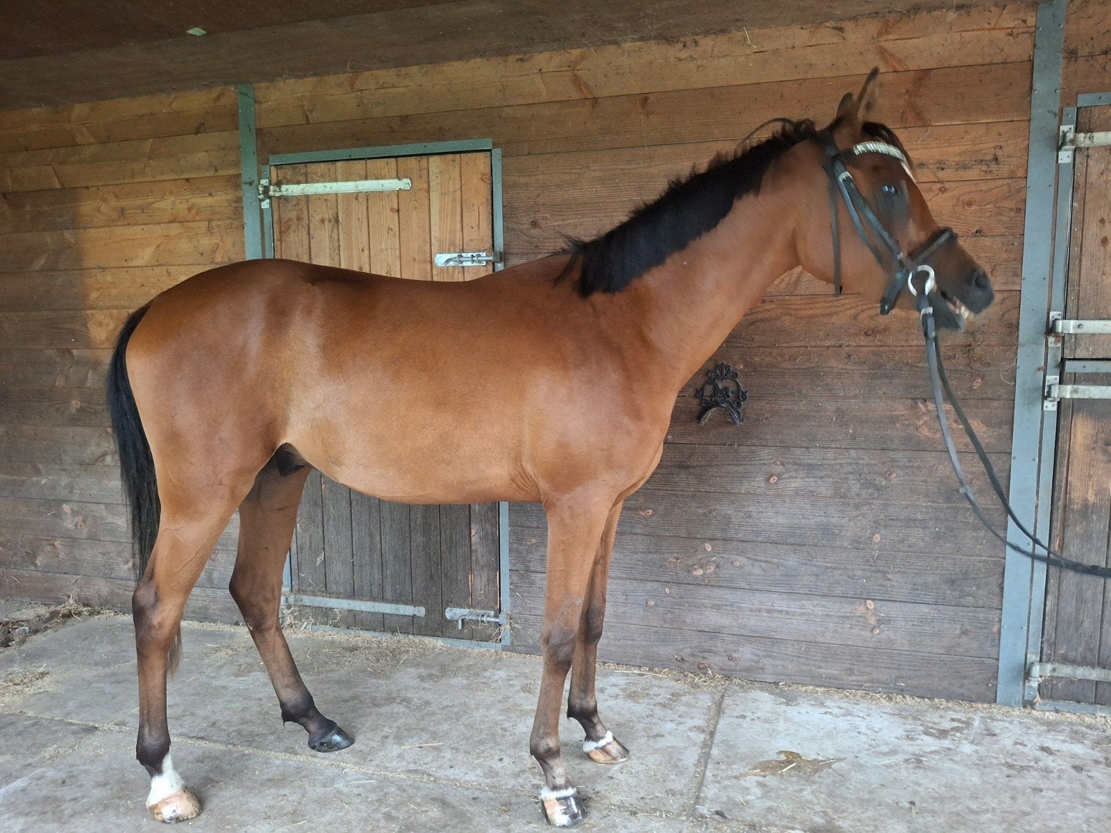 Zeer mooie Arabische pony, Ruin, Onbeleerd, E pony (1.48m - 1.57m), 3 tot 6 jaar