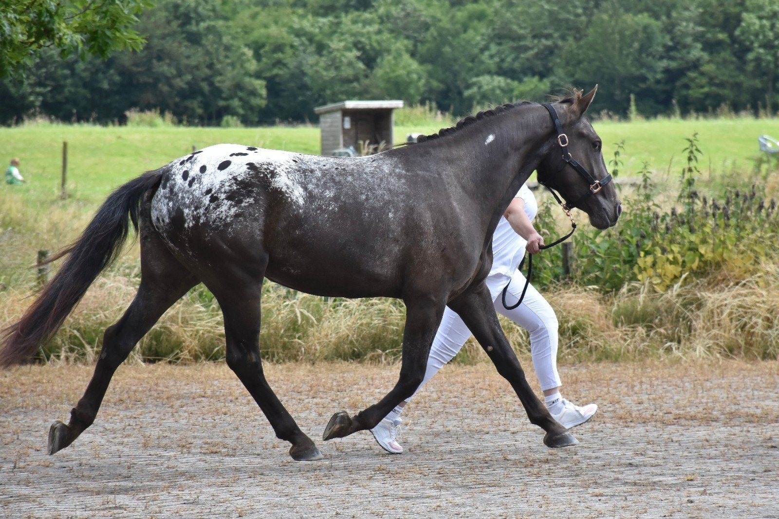 Unieke 1e premie appaloosa merrie 1.65 met papieren, Dieren en Toebehoren, Paarden, Merrie, Met stamboom, 3 tot 6 jaar, 160 tot 165 cm