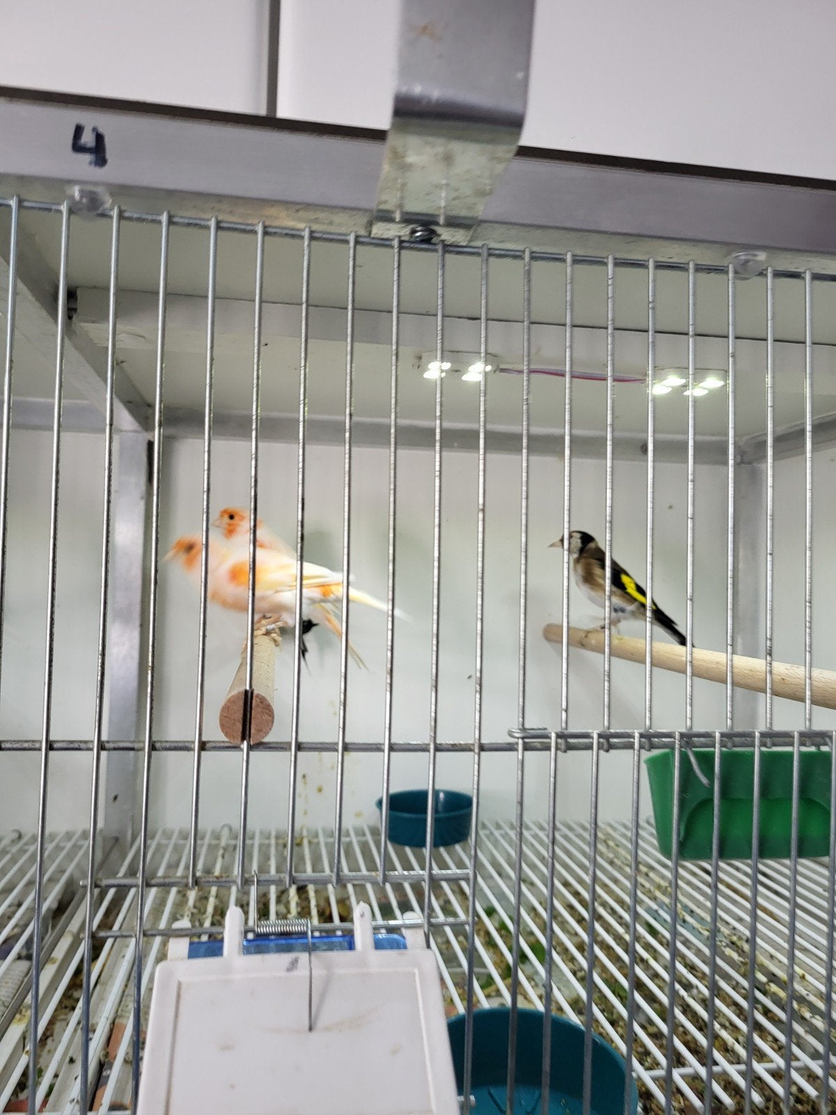 Mozaiek kanarie man ., Dieren en Toebehoren, Mannelijk, Kleurkanarie