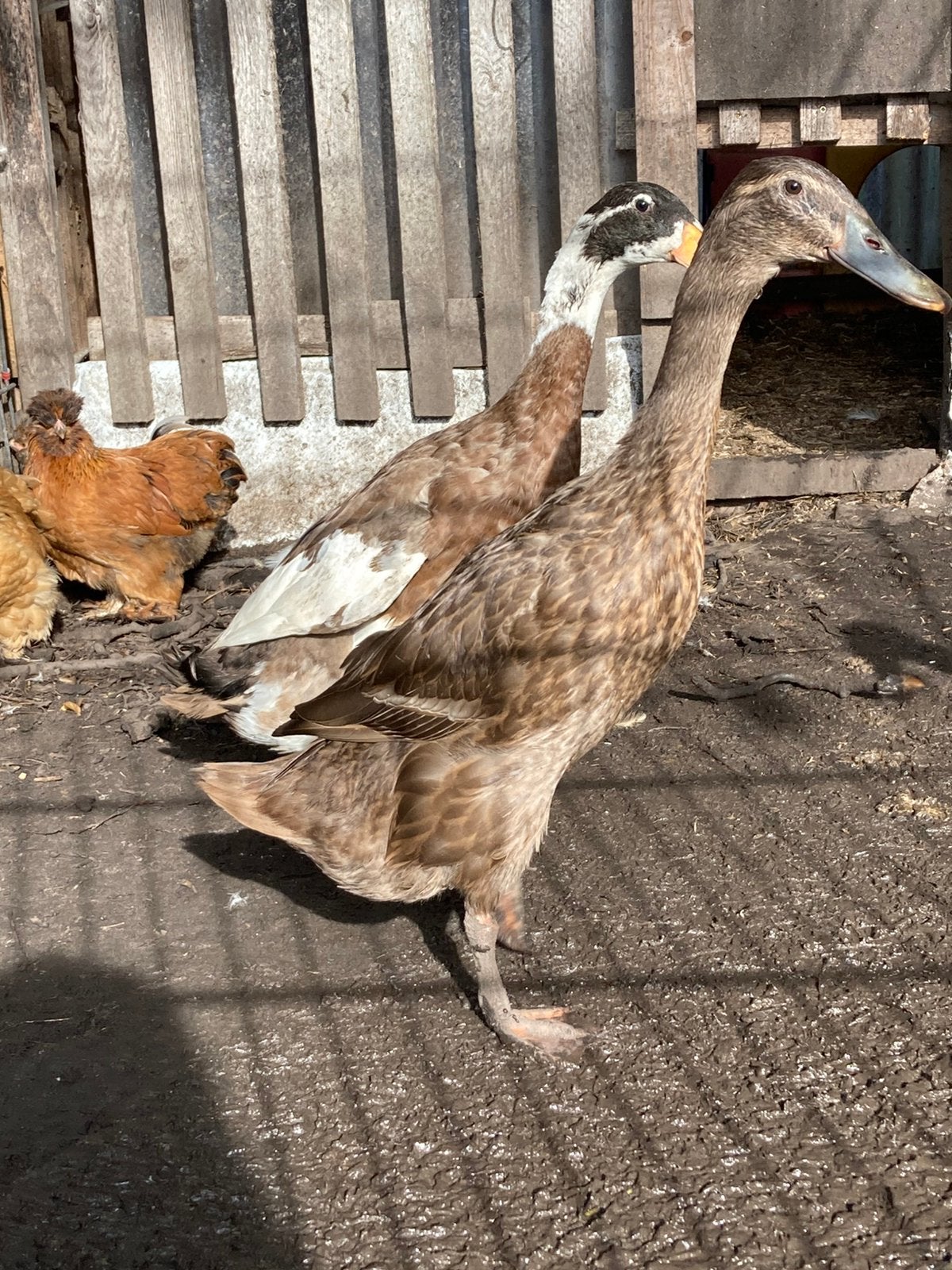 Jonge Loopeend.Tam en gezond., Vrouwelijk, Eend