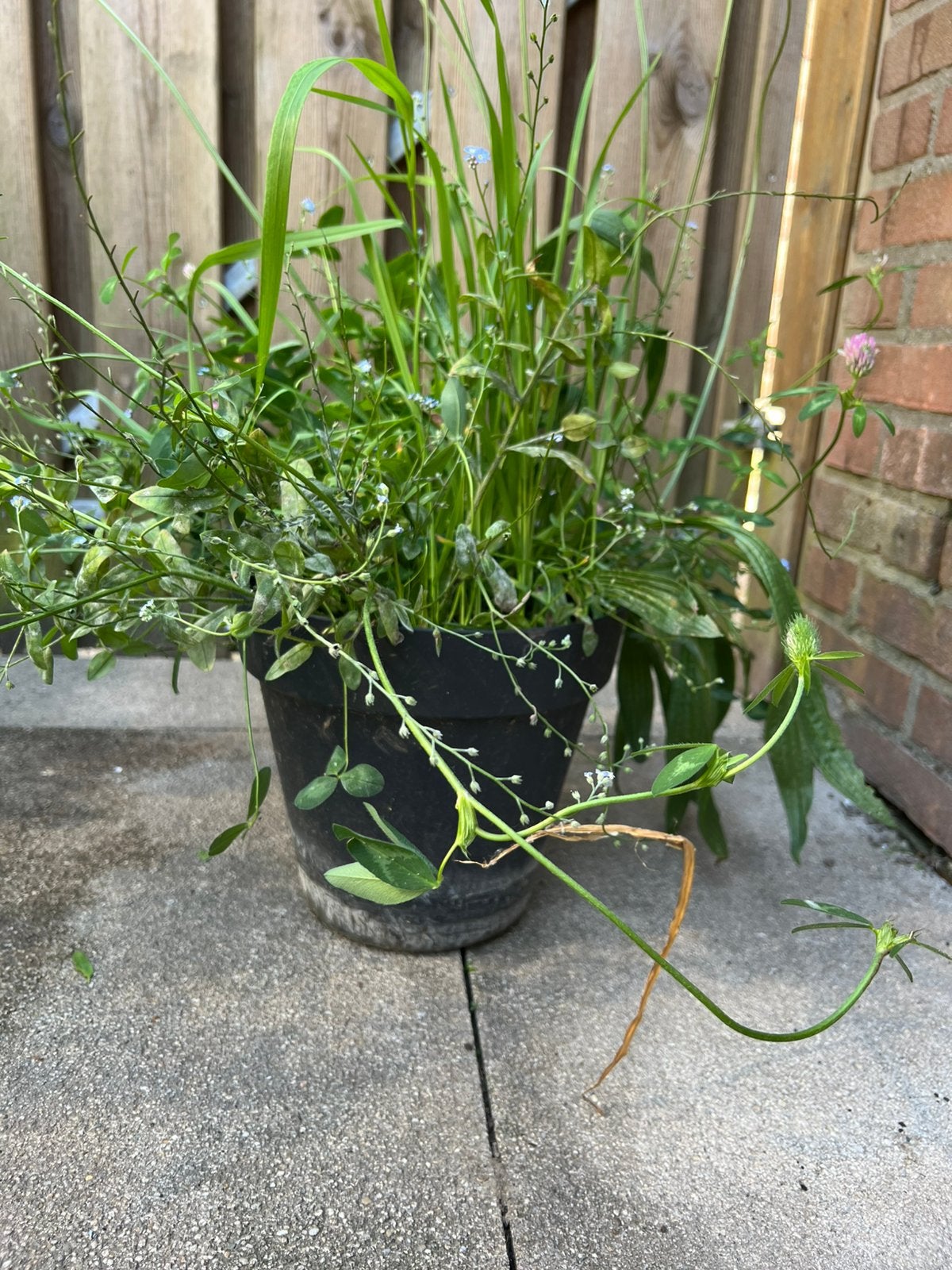 Landschildpadden planten in pot, Dieren en Toebehoren, Reptielen en Amfibieën | Toebehoren, Ophalen of Verzenden, Nieuw, Tak, Plant, Rots of Steen