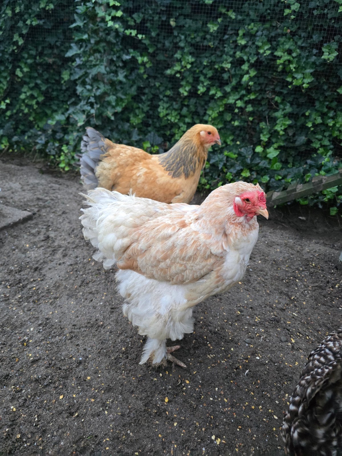 Brama en Marans hen, Dieren en Toebehoren, Vrouwelijk, Kip