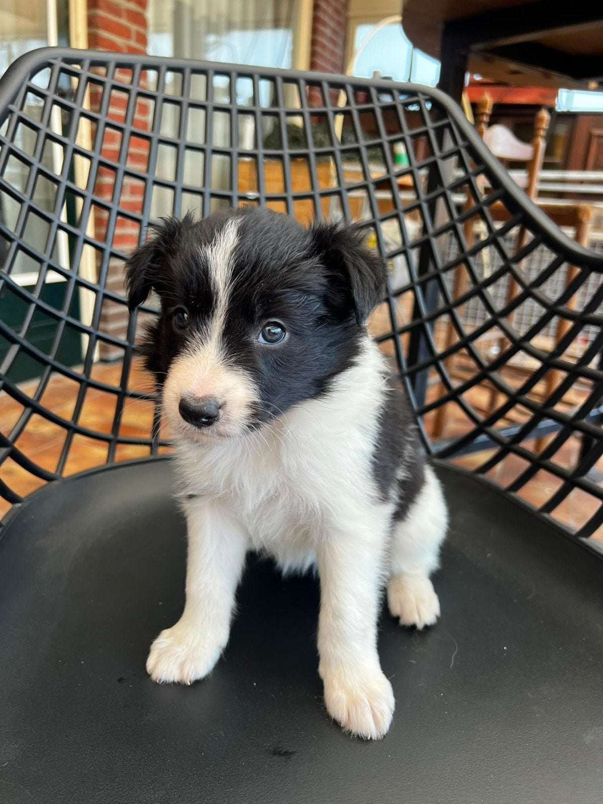 Bordercollie pups werklijn, 8 tot 15 weken, Collie, Meerdere, Meerdere dieren