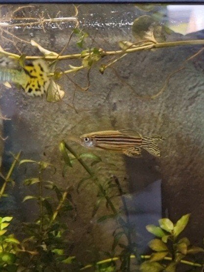 Zebra vis, Dieren en Toebehoren, Vissen | Aquariumvissen, Vis, Zoetwatervis