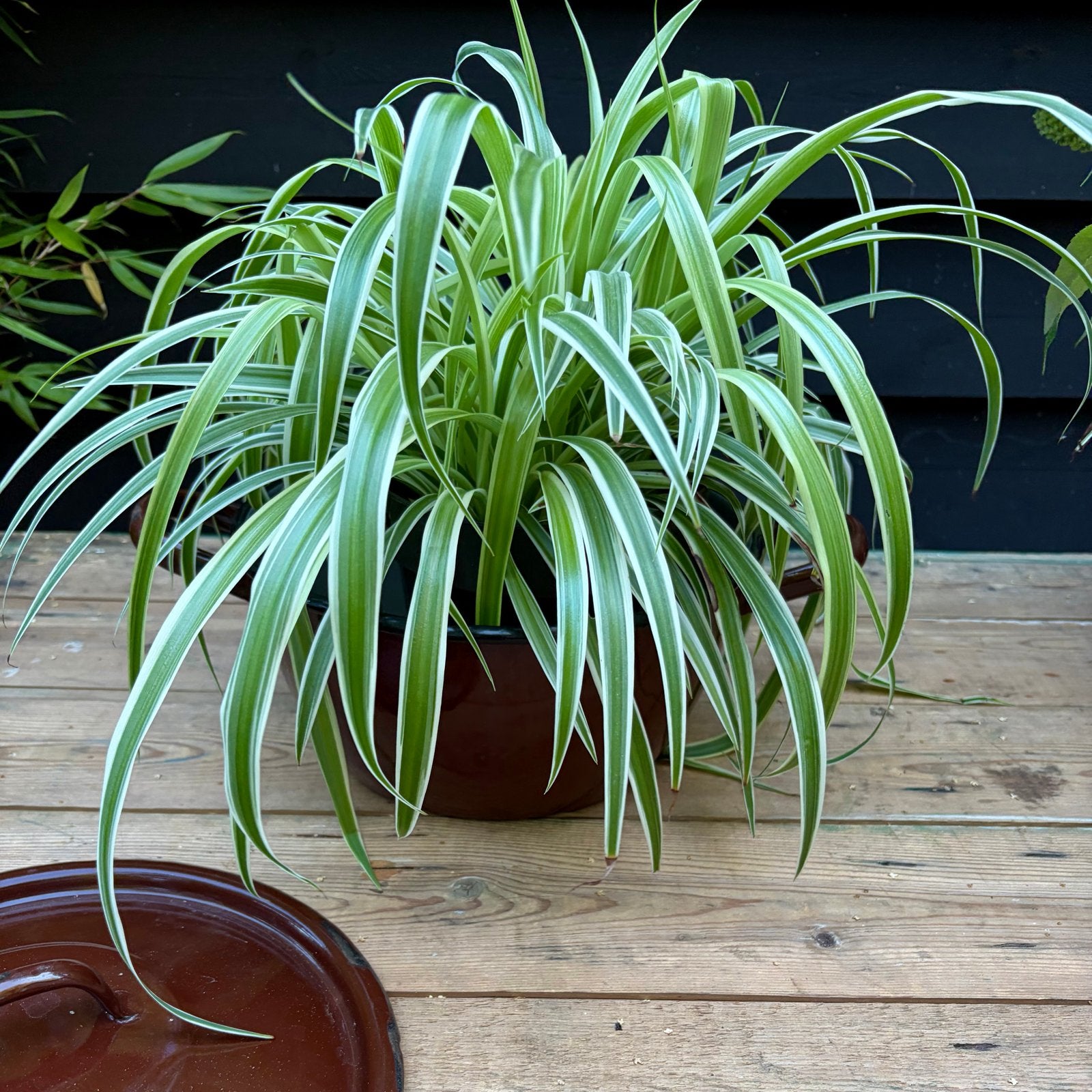 Graslelie in vintage pan - Chlorophytum Comosum, Ophalen, Overige soorten, Halfschaduw, In pot