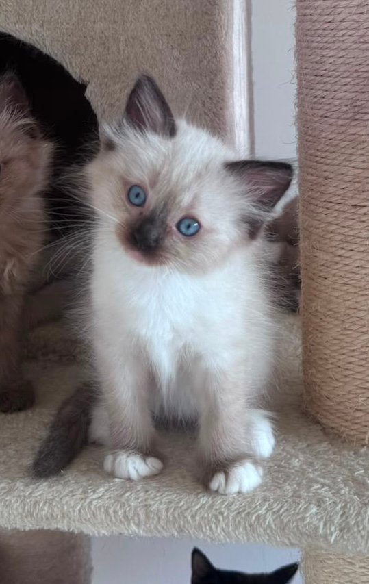 2 Ragdoll kittens, Dieren en Toebehoren, Katten en Kittens | Raskatten | Langhaar, Meerdere dieren, Ontwormd, 0 tot 2 jaar