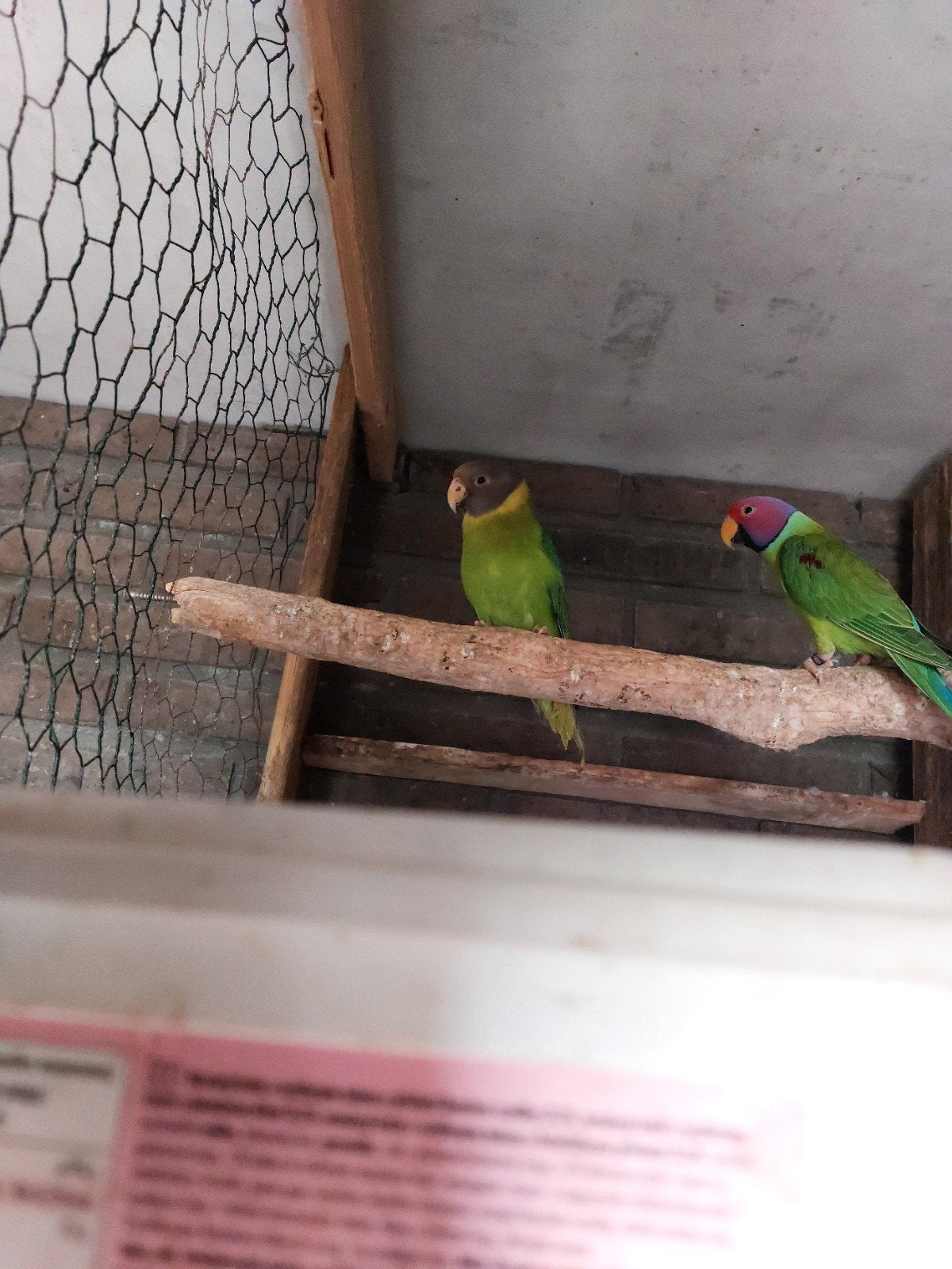KOPPEL PRUIMKOPPEN TE KOOP, Dieren en Toebehoren, Meerdere dieren, Parkiet, Geringd