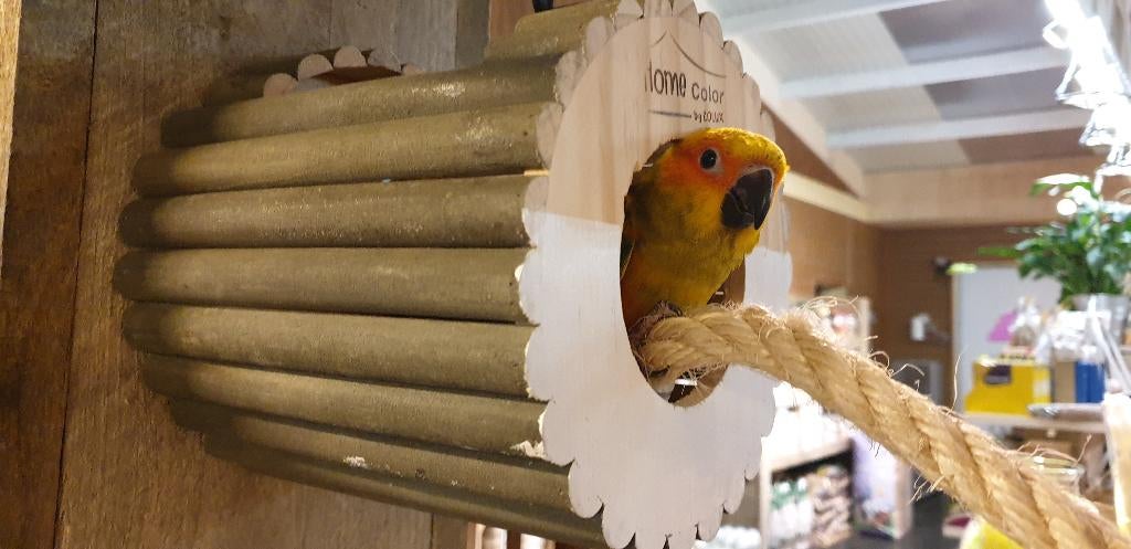 Jonge Baby Zonparkieten | Handtam | Aanhankelijk | Lief, Dieren en Toebehoren, Vogels | Parkieten en Papegaaien, Meerdere dieren