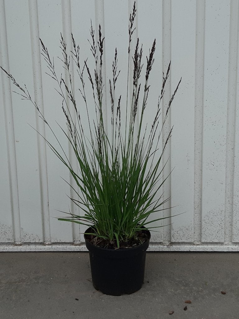 siergras Molinia moorhexe, Vaste plant, Halfschaduw, Zomer, Ophalen
