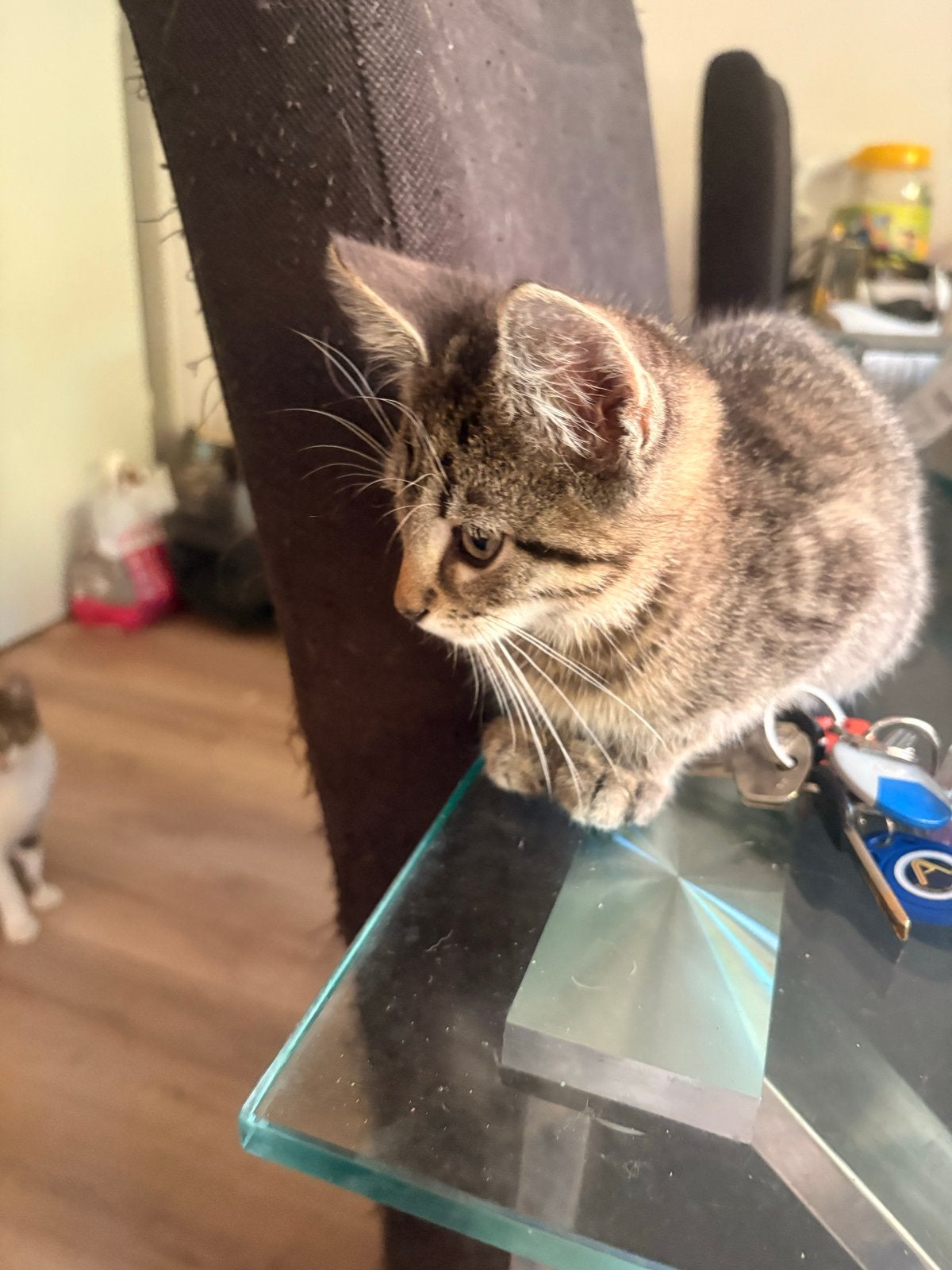 Kittens per direct beschikbaar!