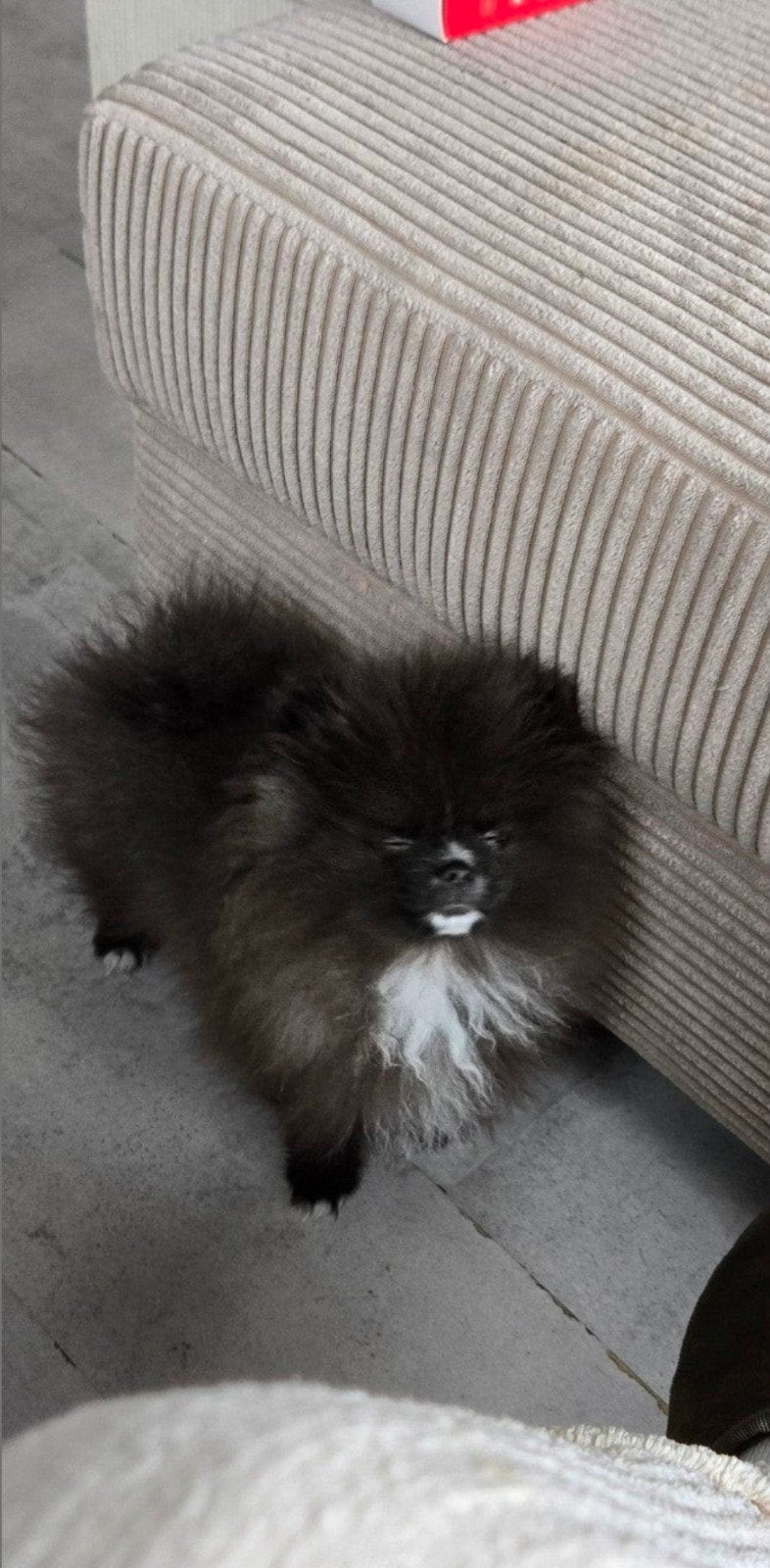 Messi reu 7 maanden, Dieren en Toebehoren, Honden | Chihuahua's en Gezelschapshonden, Parvo, 15 weken tot 1 jaar, Reu, Eén hond