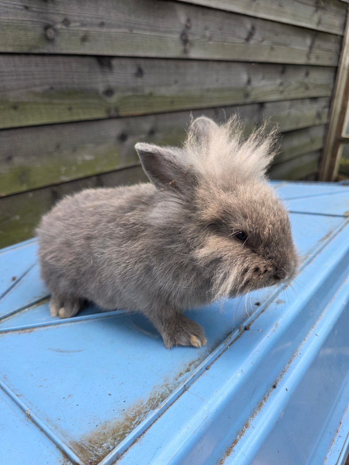Gratis leeuw konijntje, Dieren en Toebehoren, Konijnen, Mannelijk, 0 tot 2 jaar