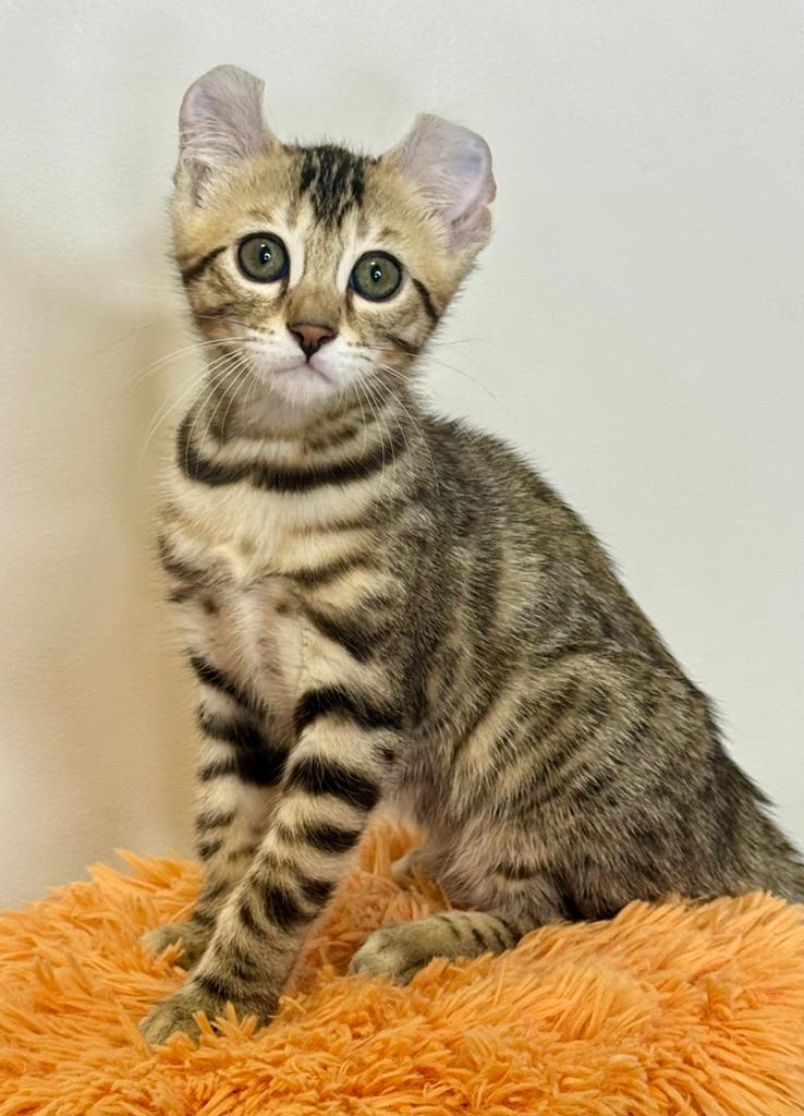 Fantastische american curl kittens | lief | gezond, Meerdere dieren, Kortharig, 0 tot 2 jaar