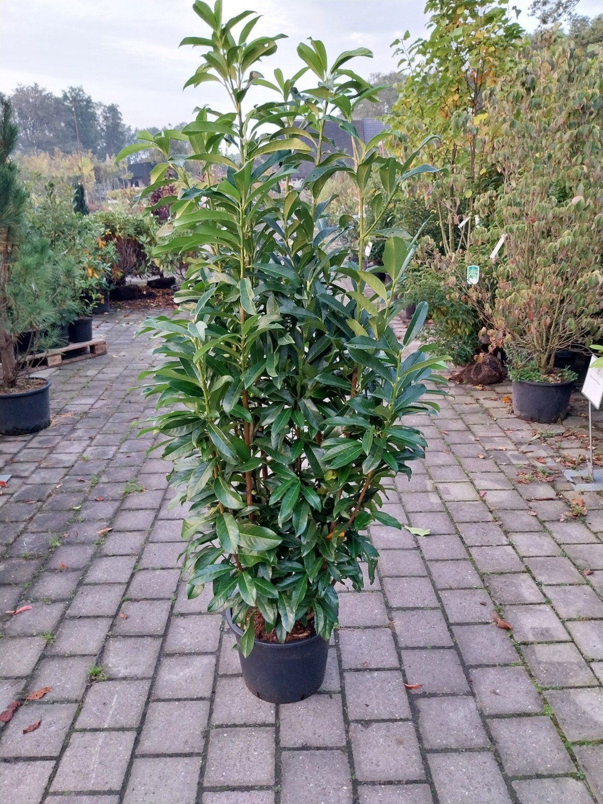 Prunus Genolia - Diverse Maten Beschikbaar, Vaste plant, Halfschaduw, Lente, Ophalen