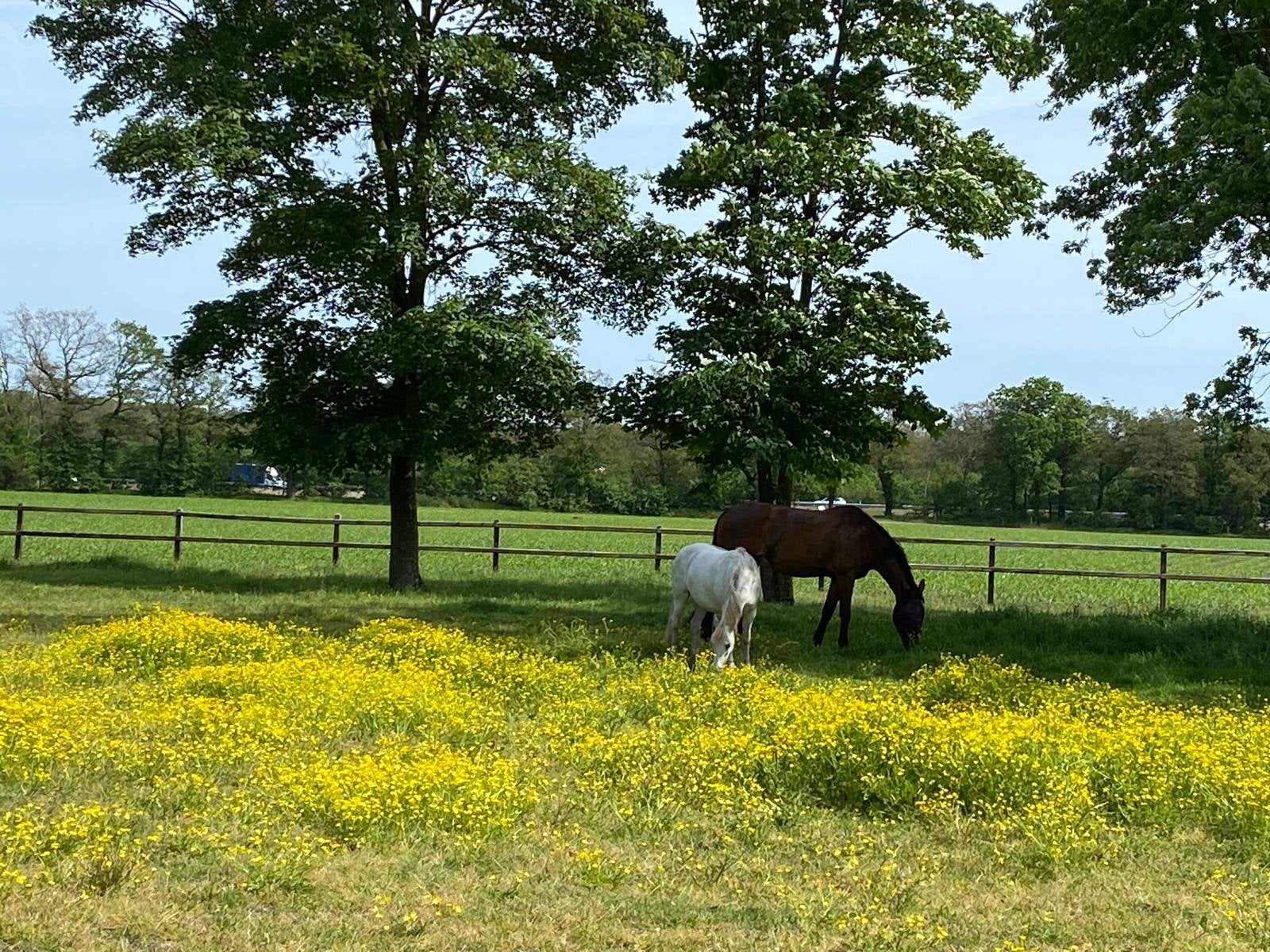 Ponyhengstveulen gezocht als weidemaatje, Dieren en Toebehoren, Stalling en Weidegang, Weidegang, 1 paard of pony