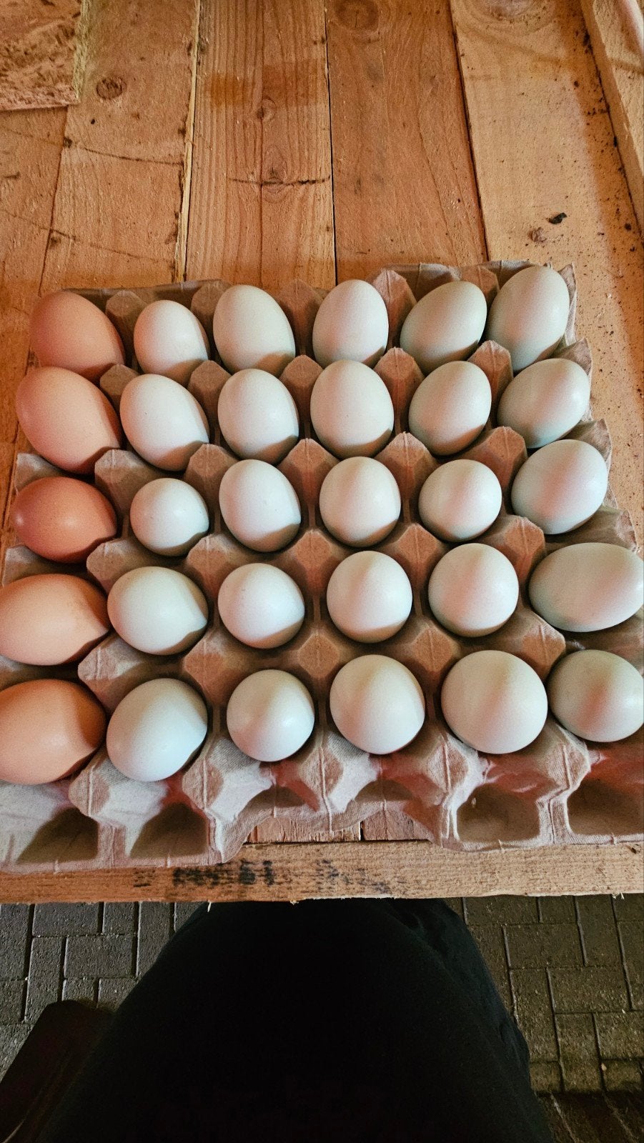 te koop broed eieren, Dieren en Toebehoren, Pluimvee | Toebehoren, Ophalen, Overige typen
