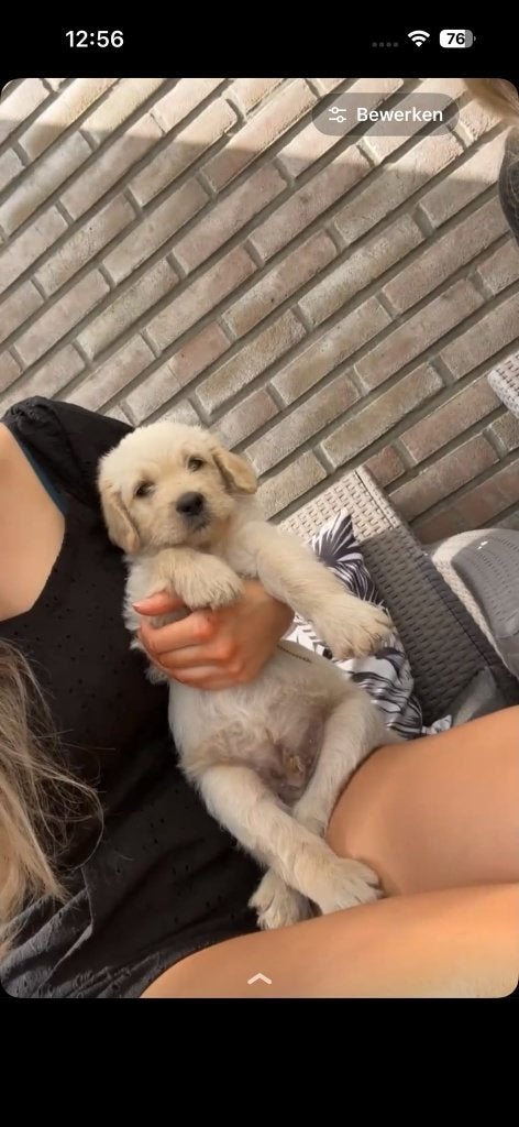 Labradoodle pups, Parvo, Overige rassen, 8 tot 15 weken, Meerdere