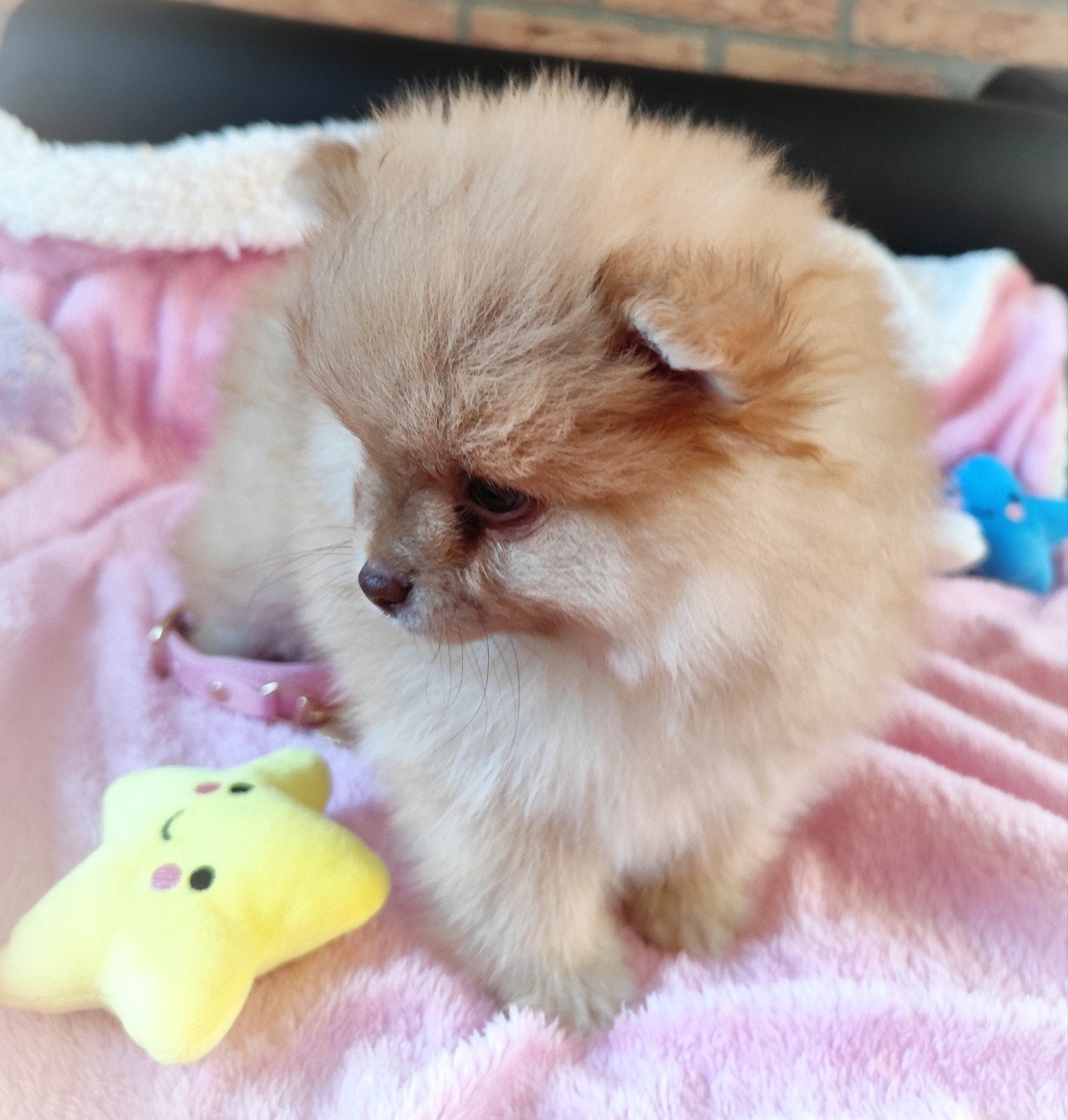 Een mega schattige zuivere mini pomeranian puppy 🩷, Dieren en Toebehoren, Honden | Poolhonden, Keeshonden en Oertypen, Keeshond