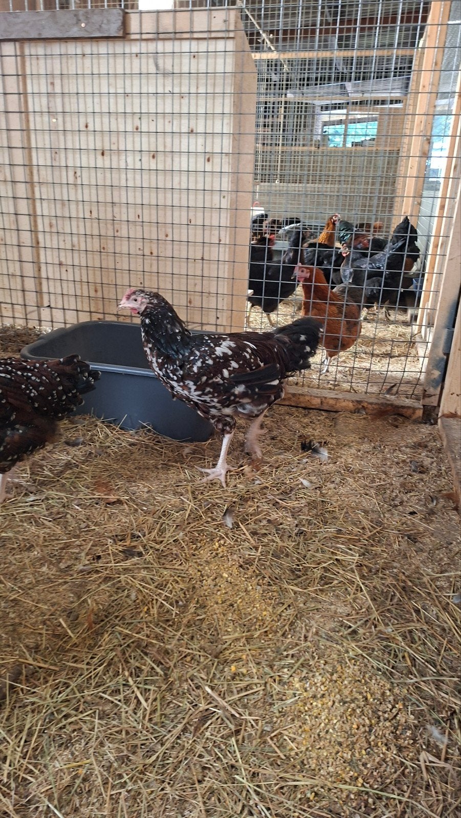 Raszuivere haan( hennen)Sussex rood porcelein, Dieren en Toebehoren, Meerdere dieren, Kip