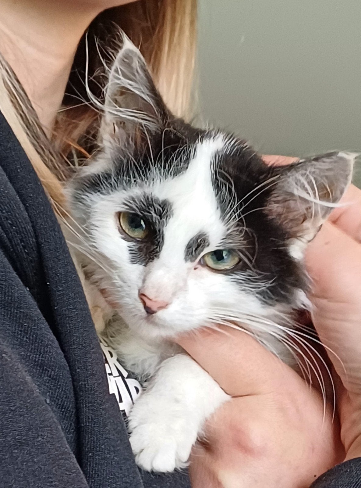❤️zeer lieve maincoonkittens, Dieren en Toebehoren, Poes, Ontwormd