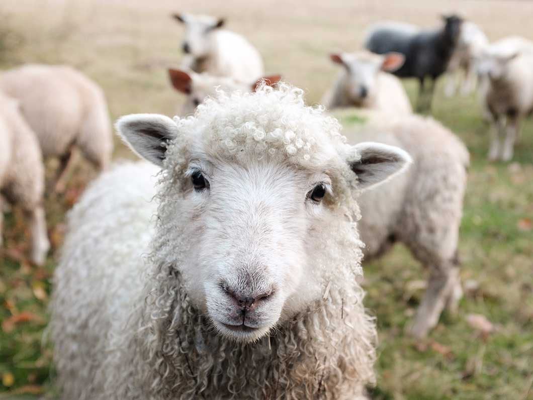 GEZOCHT!! Wol om te vilten en spinnen, Hobby en Vrije tijd, Ophalen of Verzenden, Spinwol