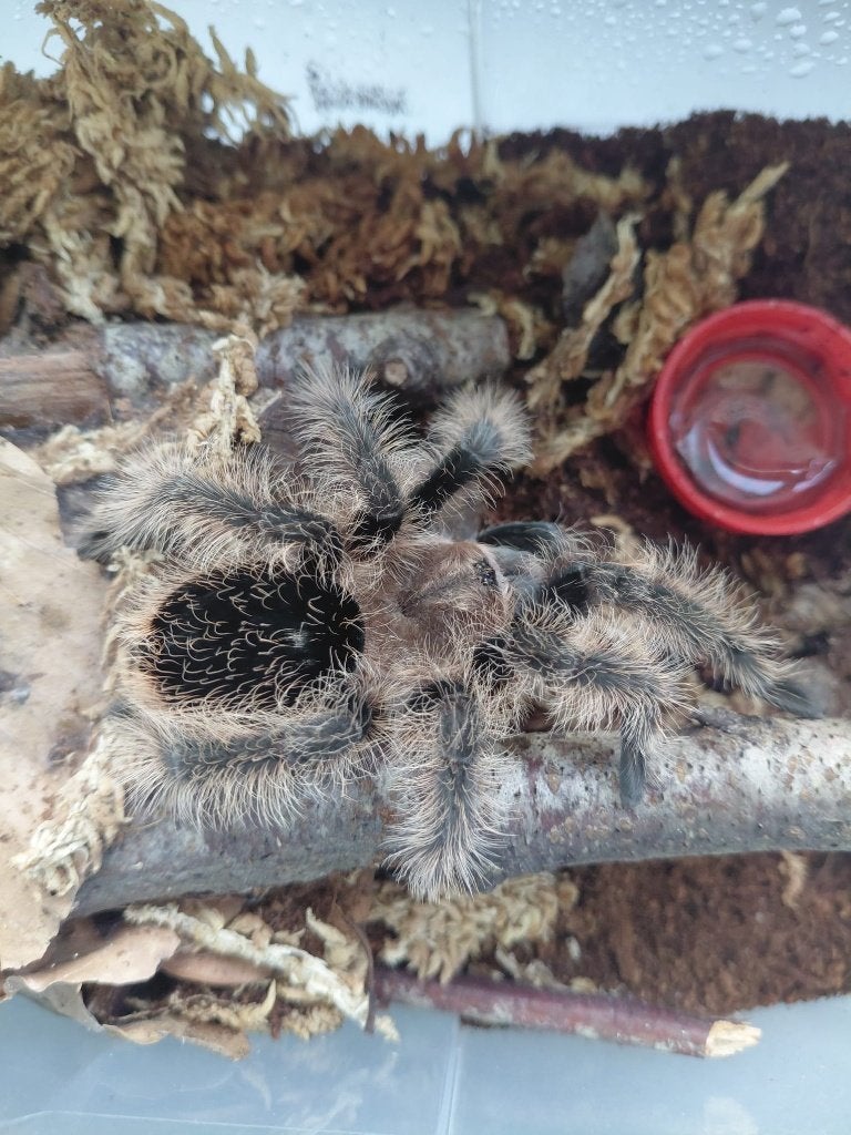 Krulhaar vogelspin  Tliltocatl albopilosus, Dieren en Toebehoren, Spin of Schorpioen