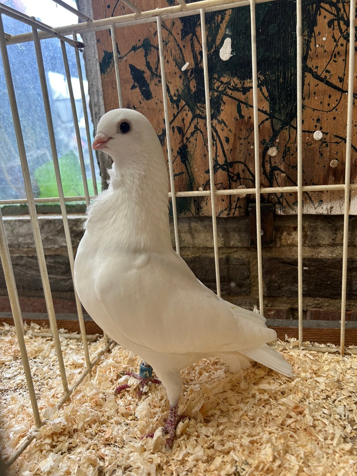 Figurita doffers, Dieren en Toebehoren, Mannelijk, Overige soorten