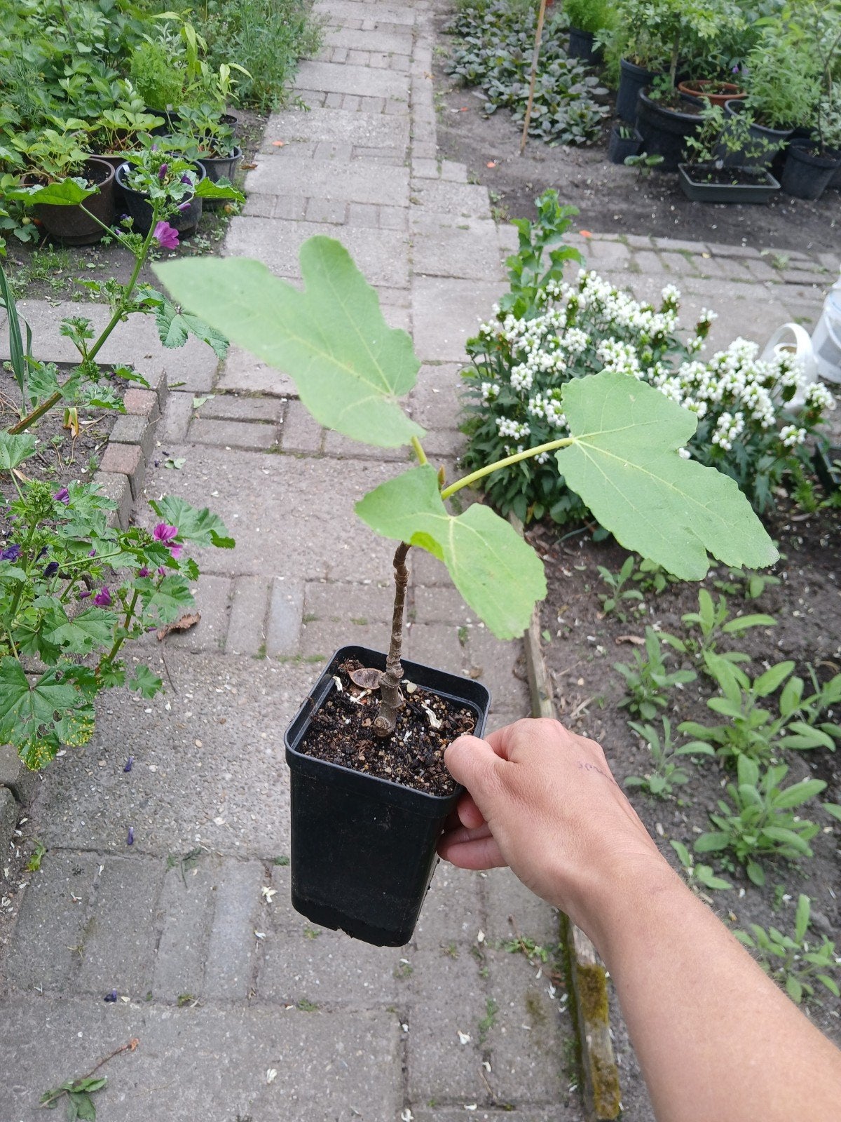 Vijgenplanten te koop, Tuin en Terras, Ophalen, Overige soorten, Volle zon