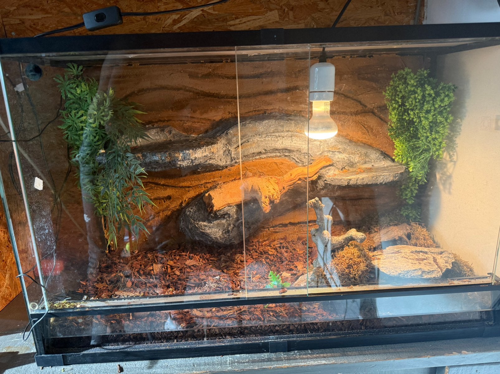 Ball python met terrarium, Ophalen of Verzenden, Zo goed als nieuw
