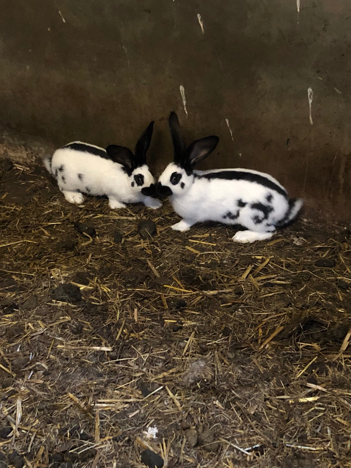 Lotharinger konijnen, Dieren en Toebehoren, Konijnen, Vrouwelijk, Groot