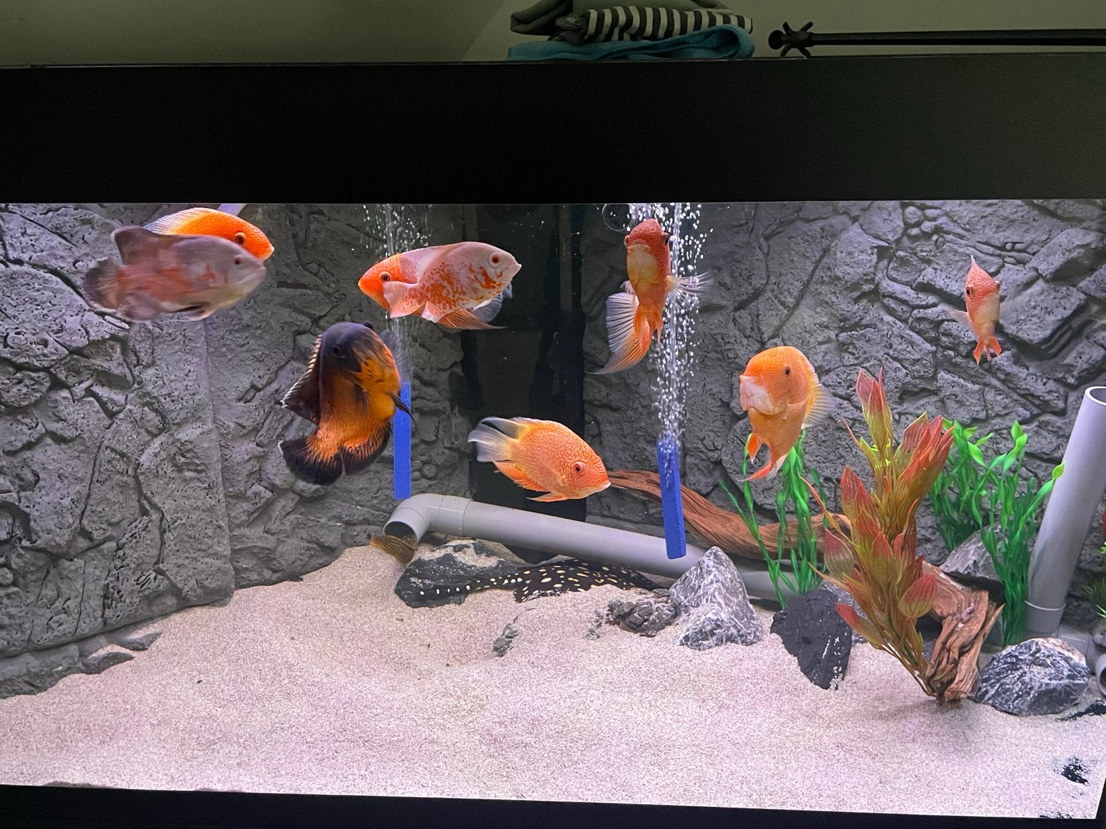 Heros severum