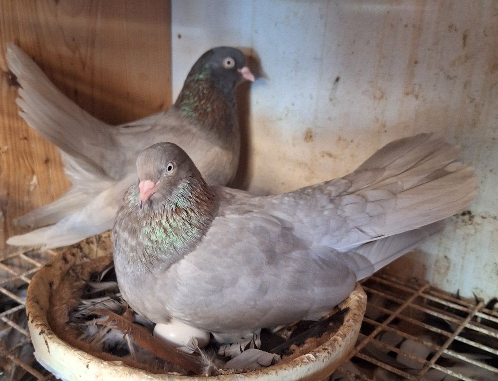 Duiven Oosterse roller, Meerdere dieren, Tuimelaar of Roller
