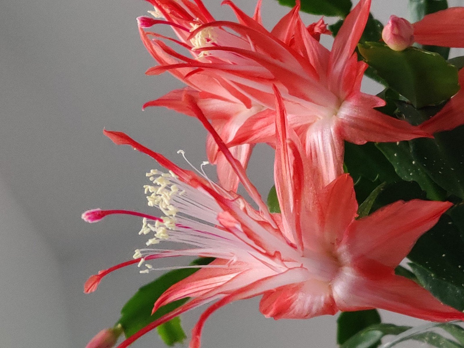 Schlumbergera 'Chiba Spot' stek ongeworteld, Verzenden, Halfschaduw, Minder dan 100 cm