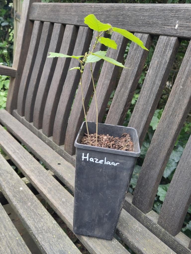 Tweestammige Hazelaar - Biologisch en Turfvrij Opgekweekt, Tuin en Terras, Planten | Bomen, In pot, Halfschaduw, Lente, Minder dan 100 cm