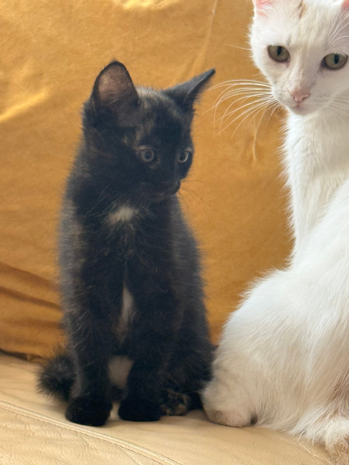 Schattige kitten, Poes