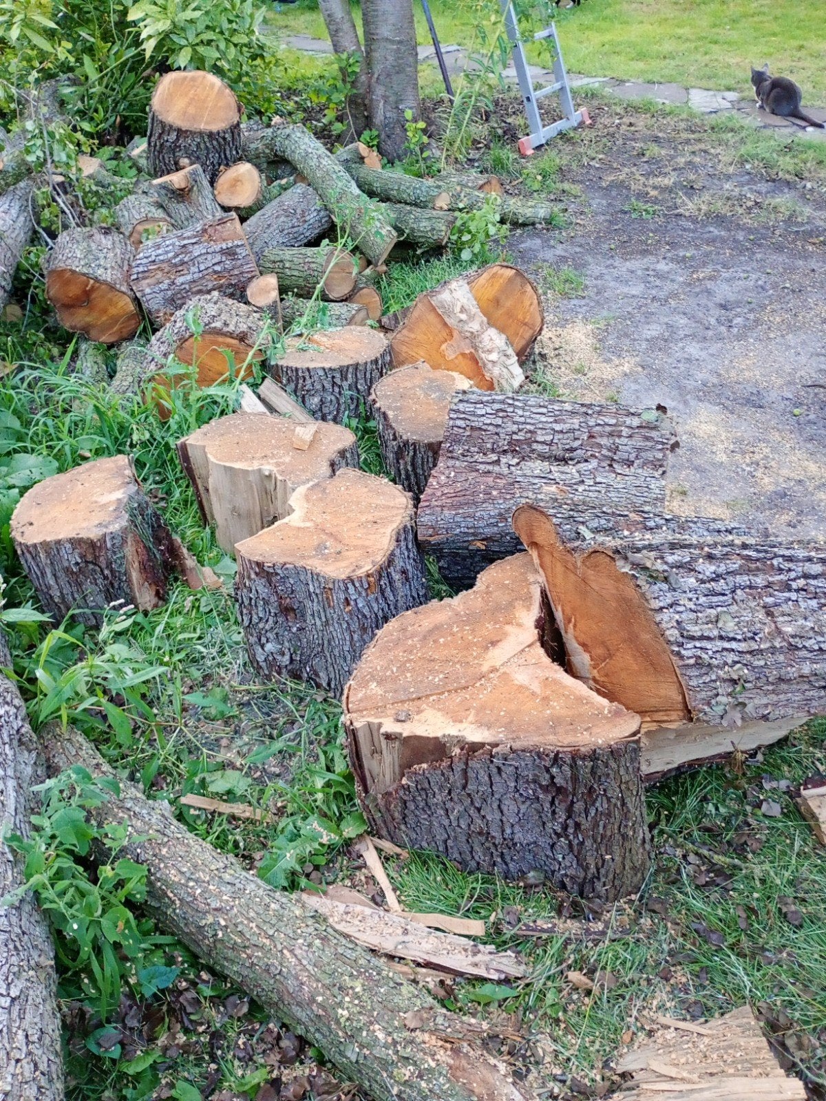 Uniek houtsoort (wilde perenboom) te koop, Tuin en Terras, Minder dan 3 m³, Ophalen, Stammen