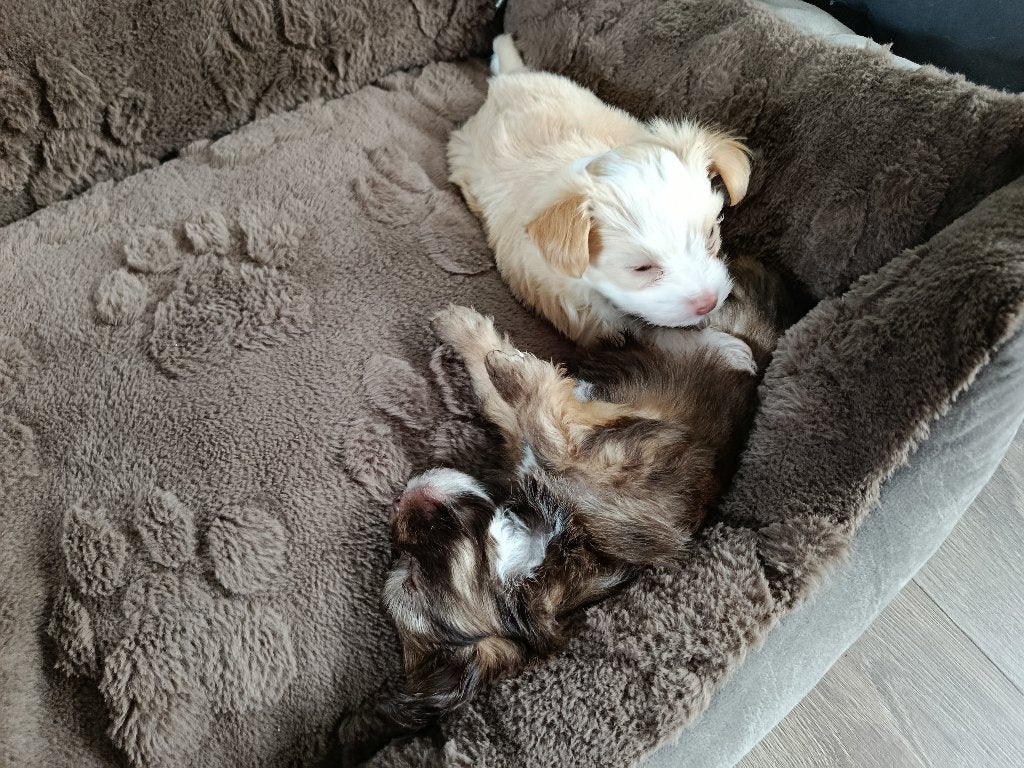 Schattige kleine Bolonka (Chihuahua) pups beschikbaar, Parvo, 8 tot 15 weken, Meerdere, Meerdere dieren