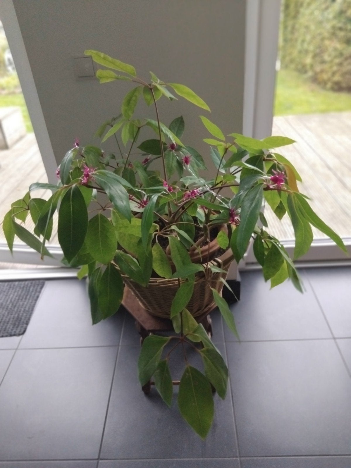 grote plant, Ophalen, Halfschaduw, Minder dan 100 cm
